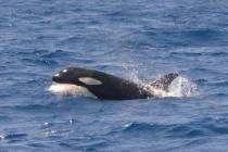 Orca_Straight_Gibraltar